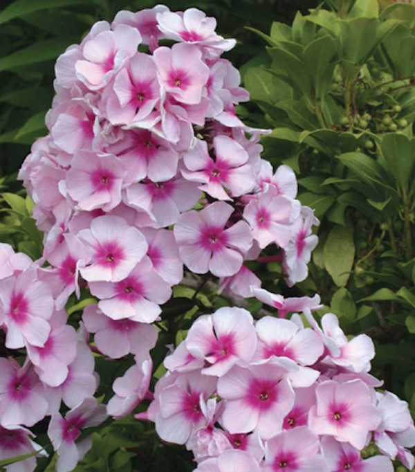 Phlox Paniculata Bright Eyes  vaso 9