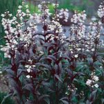 Penstemon digitalis 'Husker Red' vaso 9