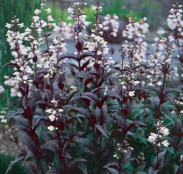 Penstemon digitalis 'Husker Red' vaso 9