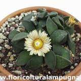 Aloinopsis rubrolineata