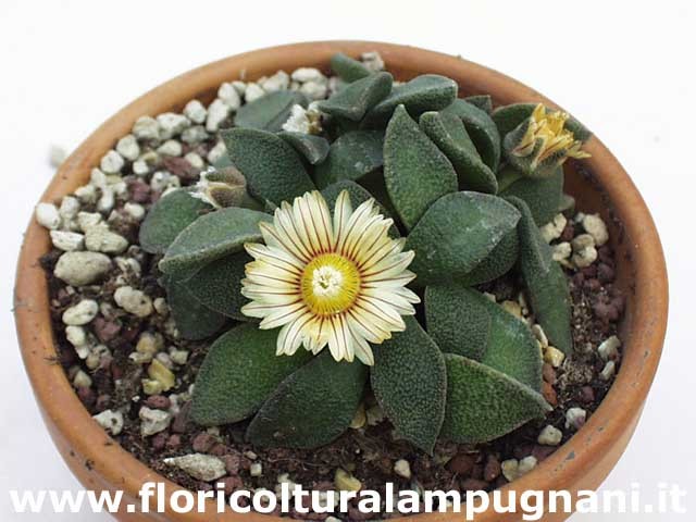 Aloinopsis rubrolineata
