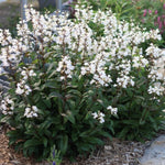 Penstemon digitalis 'Husker Red' vaso 9