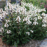 Penstemon digitalis 'Husker Red' vaso 9