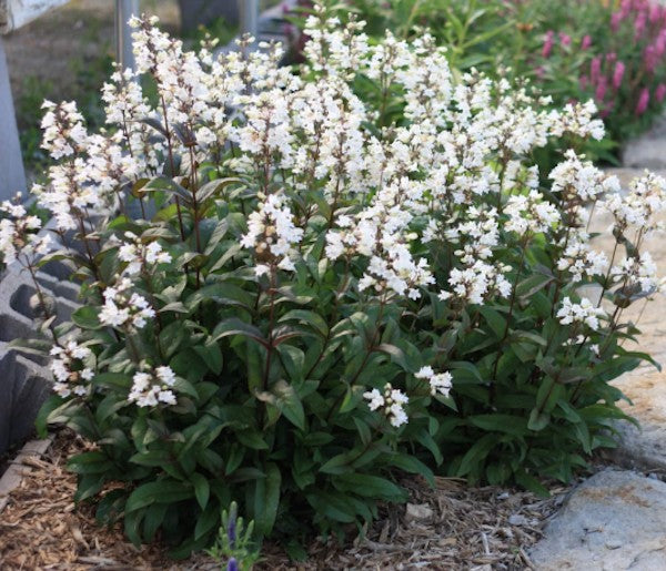 Penstemon digitalis 'Husker Red' vaso 9