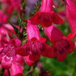Penstemon hyb.schoenholzeri vaso 9