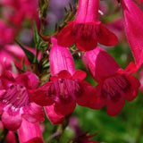 Penstemon hyb.schoenholzeri vaso 9