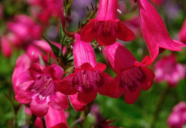 Penstemon hyb.schoenholzeri vaso 9