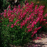 Penstemon hyb.schoenholzeri vaso 9