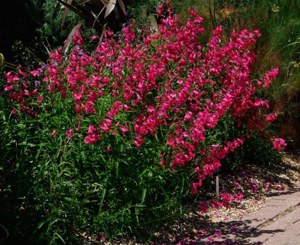 Penstemon hyb.schoenholzeri vaso 9