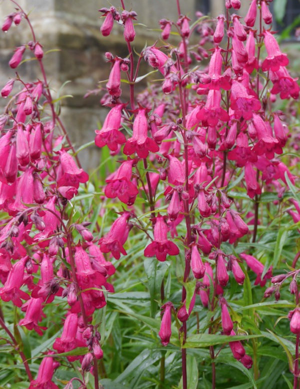 Penstemon hyb. Garnet vaso 9