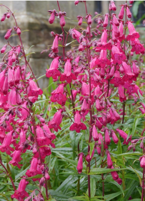 Penstemon hyb. Garnet vaso 9