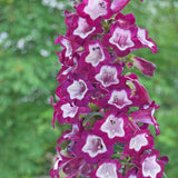Penstemon hyb. Purple Passion vaso 9