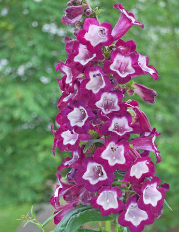 Penstemon hyb. Purple Passion vaso 9