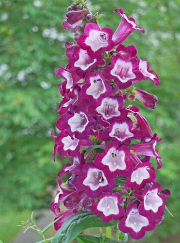 Penstemon hyb. Purple Passion vaso 9