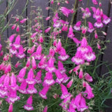Penstemon Mexicale Sunburst Ruby vaso 9