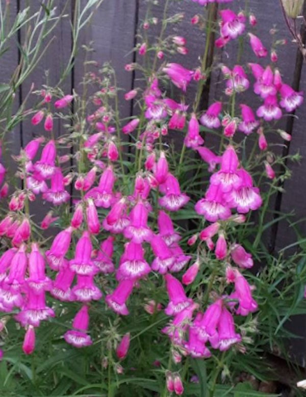 Penstemon Mexicale Sunburst Ruby vaso 9