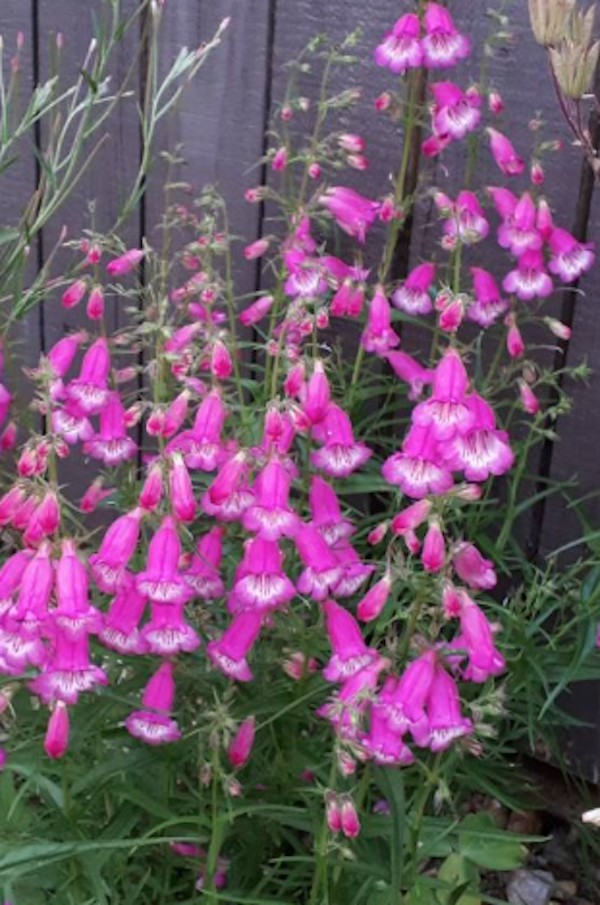 Penstemon Mexicale Sunburst Ruby vaso 9