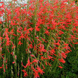 Penstemon Pinifolius vaso 9