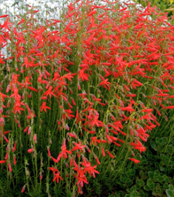 Penstemon Pinifolius vaso 9