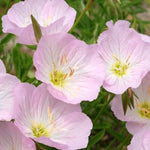 Oenothera speciosa 'Siskiyou' pink vaso 9