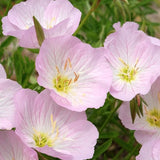 Oenothera speciosa 'Siskiyou' pink vaso 9