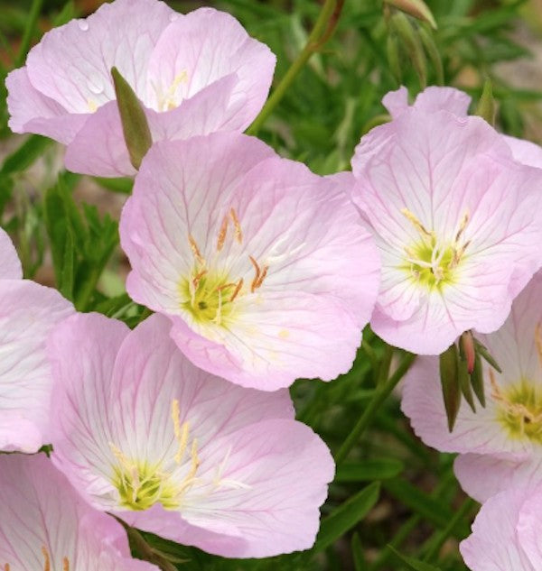 Oenothera speciosa 'Siskiyou' pink vaso 9