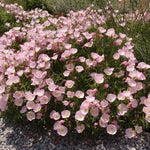 Oenothera speciosa 'Siskiyou' pink vaso 9