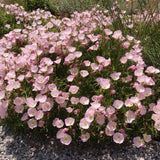 Oenothera speciosa 'Siskiyou' pink vaso 9