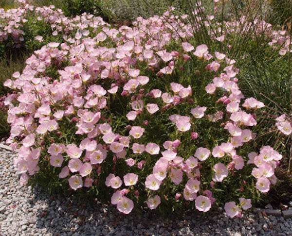 Oenothera speciosa 'Siskiyou' pink vaso 9