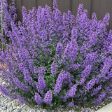 Nepeta Faassenii Walker's Low vaso 9