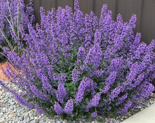 Nepeta Faassenii Walker's Low vaso 9