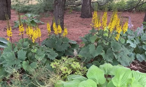 LIGULARIA PRZEWALSKII vaso 9