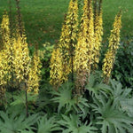 LIGULARIA PRZEWALSKII vaso 9