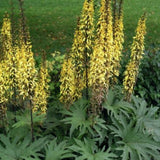 LIGULARIA PRZEWALSKII vaso 9