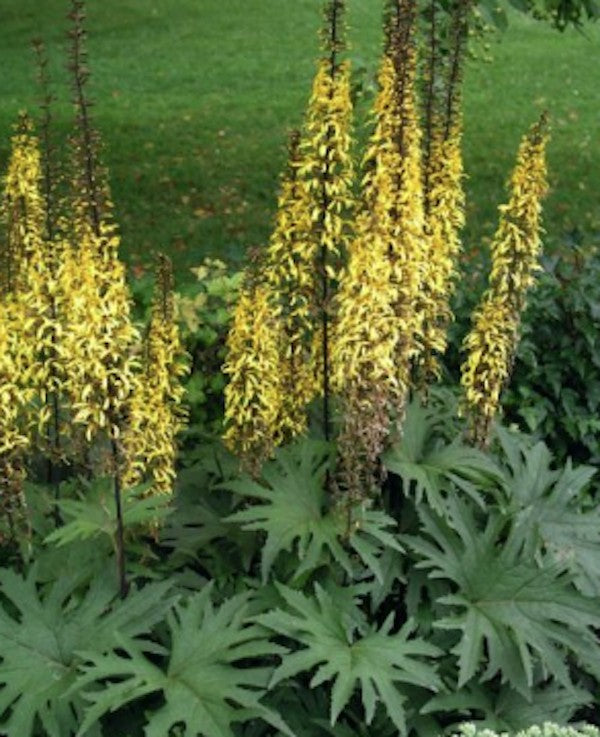 LIGULARIA PRZEWALSKII vaso 9