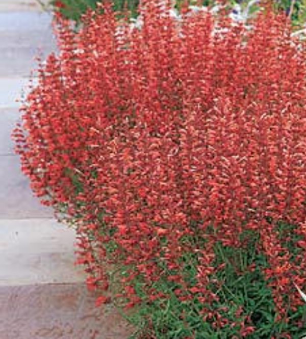 Agastache Firebird vaso 9