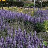 Agastache black adder vaso 9