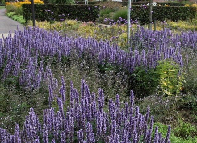 Agastache black adder vaso 9