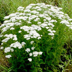 Achillea millefolium schneetaler v.9