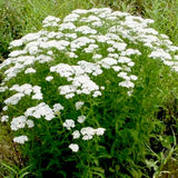 Achillea millefolium schneetaler v.9