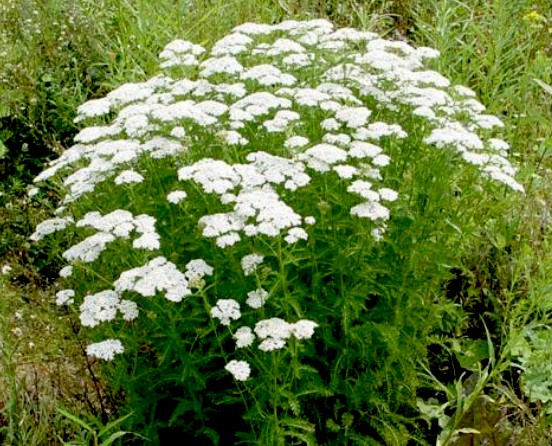 Achillea millefolium schneetaler v.9