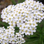 Achillea millefolium schneetaler v.9
