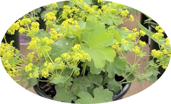 Alchemilla Mollis vaso 9