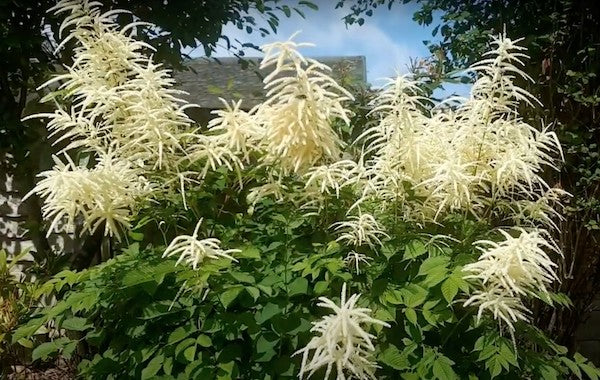 Aruncus Dioicus vaso 9