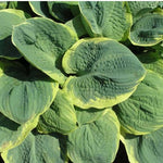 Hosta Pizzaz