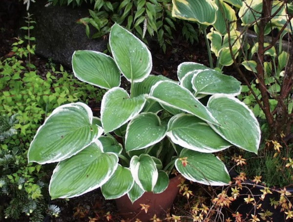 Hosta Beatrix