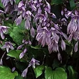 Hosta besty King
