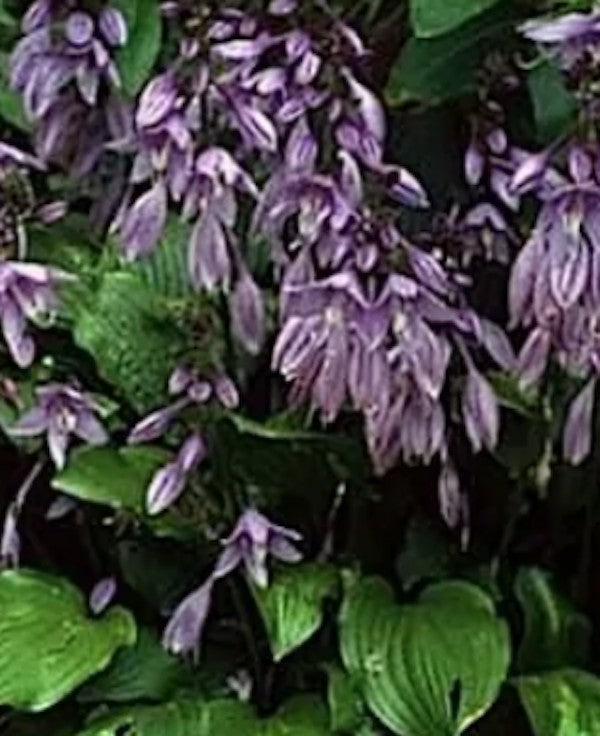 Hosta besty King