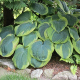 Hosta Frances William's