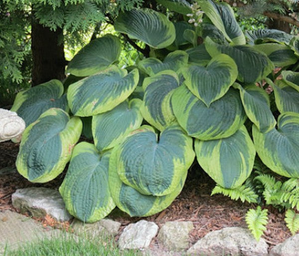 Hosta Frances William's